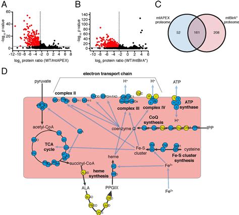 Figures And Data In Elucidating The Mitochondrial Proteome Of