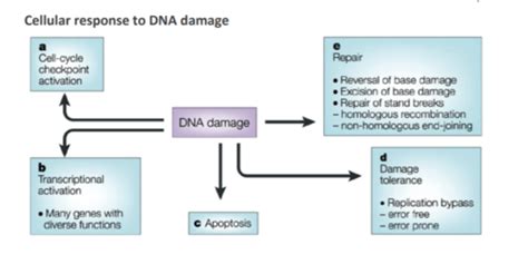 Dna Repair Flashcards Quizlet