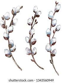 Pussy Willow Branches Greeting Cards Posters Stock Vector Royalty Free 1889449168