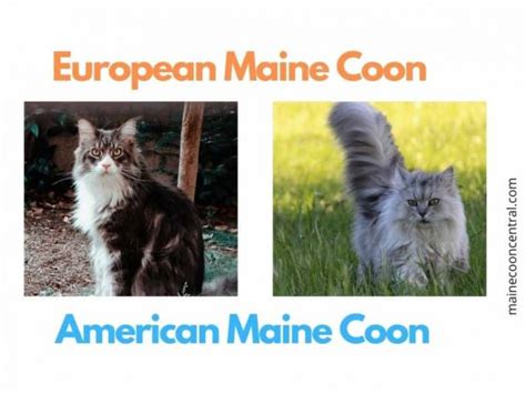 Mr. ViVo Maine Coon Facts – Maine Coon Central