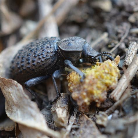 Scotobius Pilularius From Gral Villegas Provincia De Buenos Aires Argentina On September 21