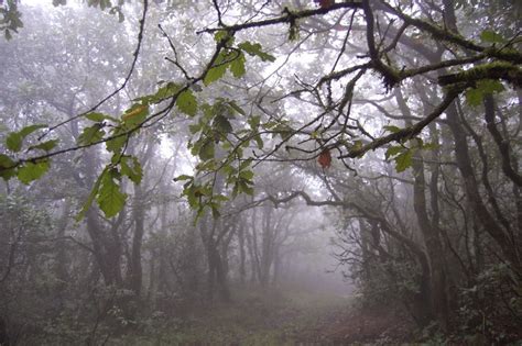 Bosque De Niebla