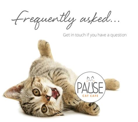 Our Cat Faqs Pause Cat Cafe