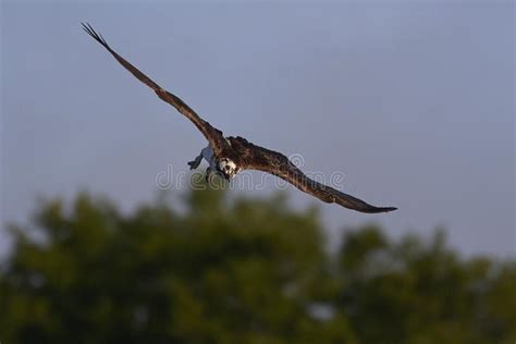 Osprey Pandion haliaetus stock image. Image of raptor - 115922003