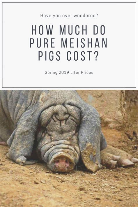 Meishan Pigs For Sale