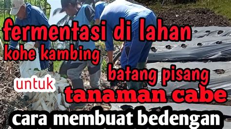 Cara Membuat Bedengan Cabe Agar Supaya Berbuah Lebat Fermentasi Di