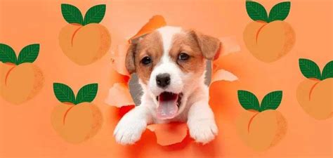 Can Dogs Eat Peaches A Complete Guide For Pet Owners