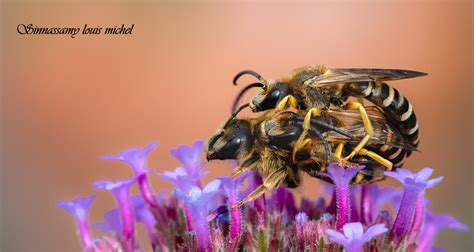 Wild Bee Abeilles Sauvage Halictus Scabiosae Flickr