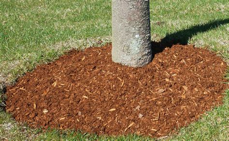 Volcano Mulchen Doing This Can Kill Your Tree The Tree Care Guide