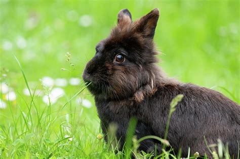 A Brown Cute Dwarf Rabbit In A Green Meadow Photograph By Stefan Rotter