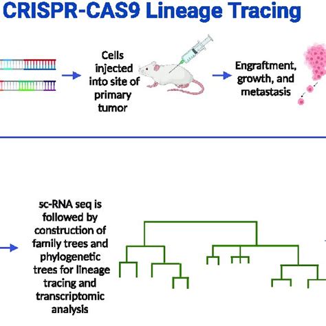 Generalized Workflow For Dynamic Lineage Tracing Phylogenetic Tree