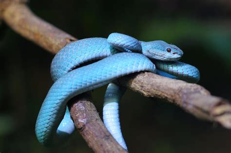 Premium Photo Blue Pit Viper Is A Venomous Snake Found Across The