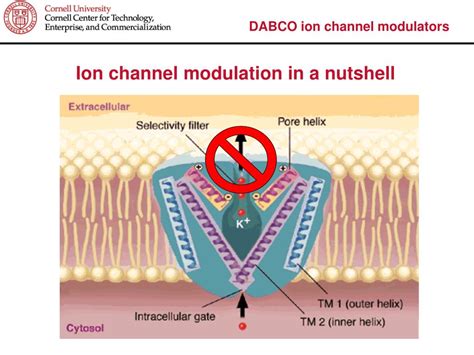 Ppt Dabco Ion Channel Modulators Powerpoint Presentation Free