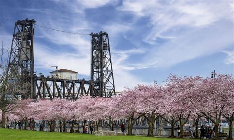 Where to Find Portland Cherry Blossoms | The Official Guide to Portland