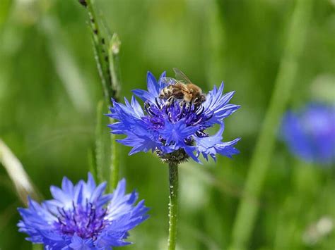 31 Beste Bijenplanten In De Zomer Fotos — Wildi