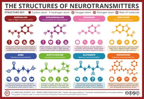 Visual : The neurotransmitters in our brain - Infographic.tv - Number ...