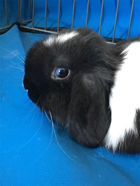 New Bun Different Colored Eyes I Just Adopted Him Today And Noticed