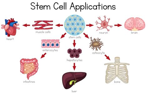 Premium Vector | Stem cell applications diagram