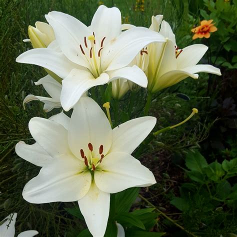 Lilium (Oriental), Lily (Oriental) - uploaded by @quinnedy