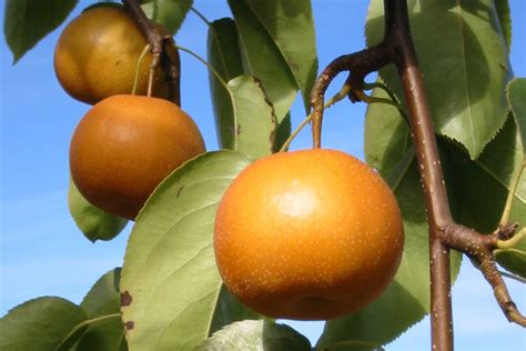 Asian Pear Trees Cloud Mountain Farm Center And Nursery