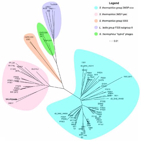 Phylogenomic Tree Constructed Using The Whole Genome Sequence Of The