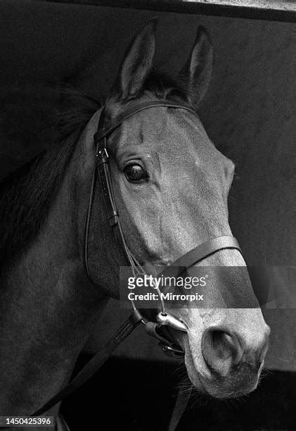 66 Arkle Racehorse Stock Photos, High-Res Pictures, and Images - Getty ...