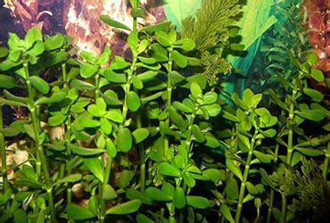 Бакопы (sp. Bacopa) - фото и содержание в аквариуме