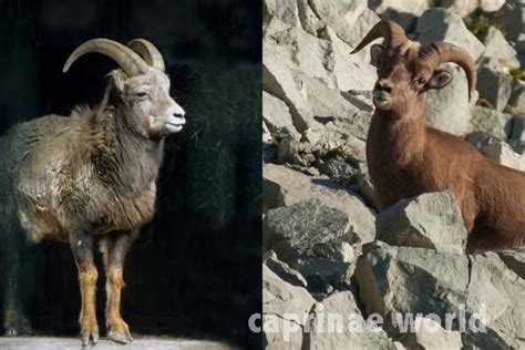 Snow Sheep Ovis Nivicola Ralfs Wildlife And Wild Places