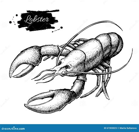 Vector Vintage Lobster Drawing Hand Drawn Monochrome Seafood Il Stock