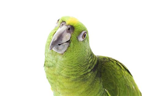 Yellow Naped Amazon Fact Sheet Northern Parrots