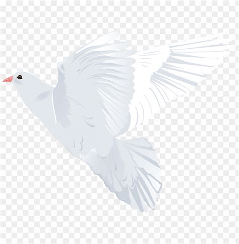 White Dove White Background