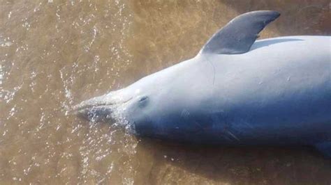 Boto cinza é encontrado morto na praia de Nova Almeida ONG Olhar Animal