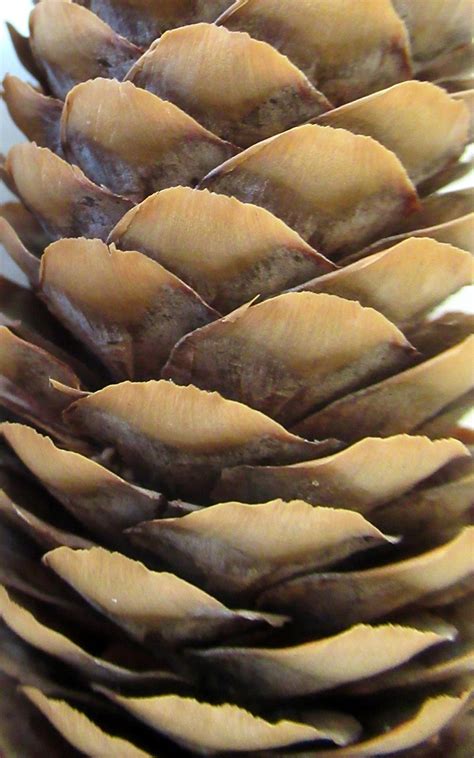 Pine Cone Free Photo On Pixabay Pixabay