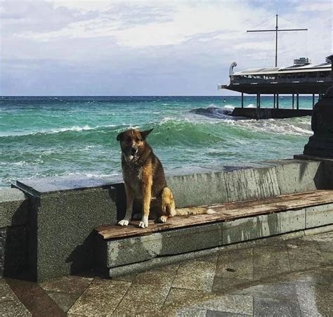 Morto Il Cane Mukhtar L Hachiko Della Crimea Che Da Anni Guardava