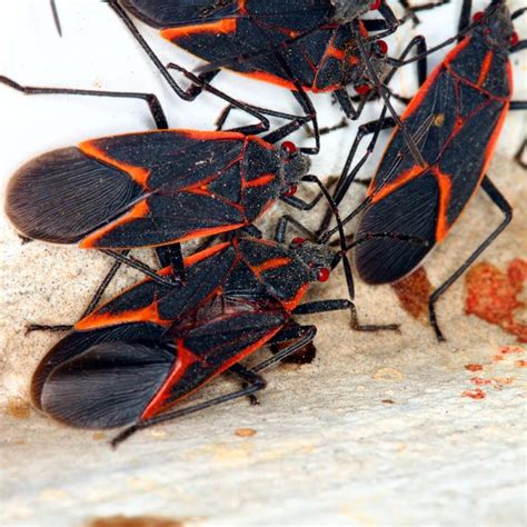 Control a Box Elder Bug Infestation - Birds and Blooms