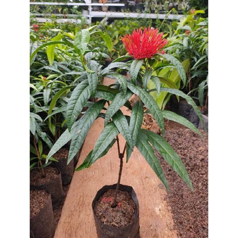 Jual Tanaman Hias Asoka King Kembang Merah Super Red Soka King Super