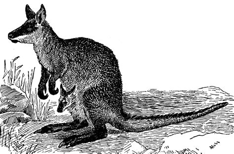 Black Wallaby | ClipArt ETC