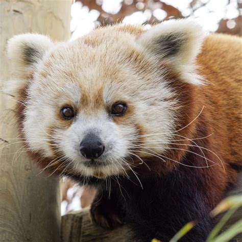 Home Potawatomi Zoo