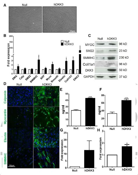 Dkk3 Dickkopf Can Induce The Differentiation Of Fibroblasts To Smooth Download Scientific