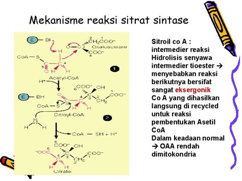 SIKLUS ASAM SITRAT SIKLUS KREBS SIKLUS KREBS Pertama