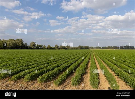 Carrot Plantation Growing Carrots In Rows Stock Photo Alamy