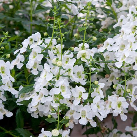 buy angelonia archangel collection  jparkerscouk