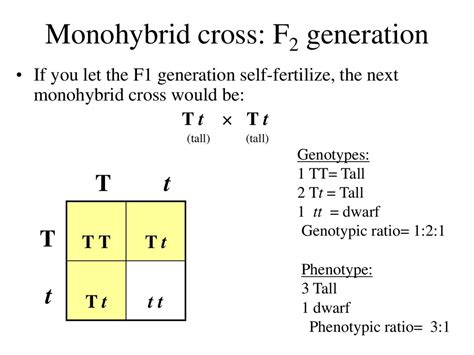 Genetics Mendelian Principles Online Presentation