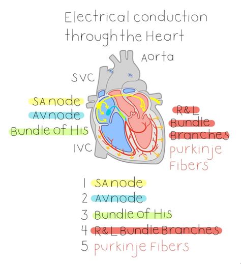 Nursing Nurse Nursing Notes Rn Study Notes Cheat Sheet