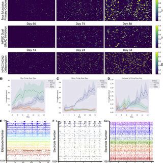 Cortical Cells Display Spontaneous Electrophysiological Activity