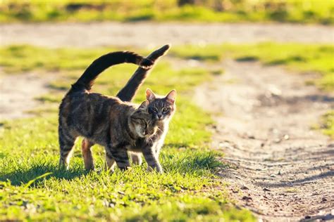 El Celo en las Gatas Fases Duración y Comportamiento Tiendanimal