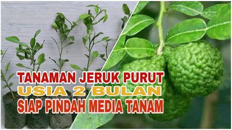 Tanaman Jeruk Purut Usia Bulan Siap Pindah Media Tanam Youtube