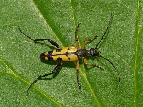 Black and Yellow Longhorn Beetle: Identification, Life Cycle, Facts ...