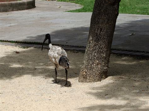 White Ibis Hyde Park Sydney Australia 2009 01 01 Flickr