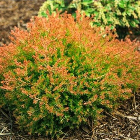 Fire Chief Thuja Https M Michiganbulb Product Fire Chief Thuja